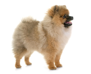 young pomeranian dog
