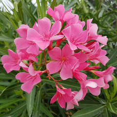 Oleander; Nerium; rosa
