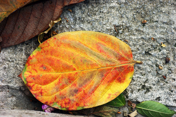 Red-yellow autumn leaf