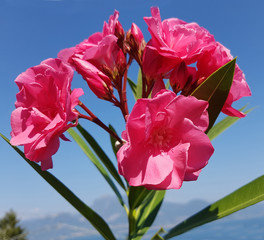 Oleander; Nerium; rote