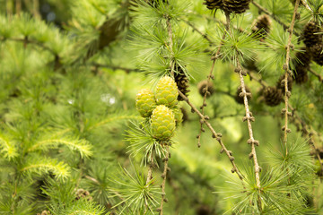 Cones on the tree