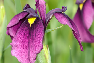 Sword like iris