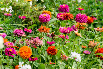 Flowers in the Garden