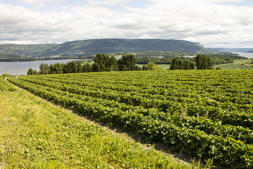 Fototapeta na wymiar Norway landscape of fields strawberries and Fjords