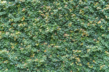 Leaves wall
