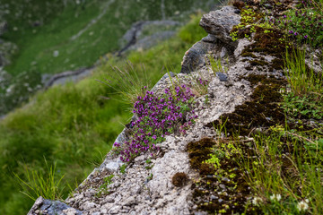 Plant on the rock next to Transfagarasan Road in southern section of Carpathian Mountains in Romania