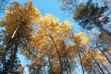 Autumn birch and evergreen trees