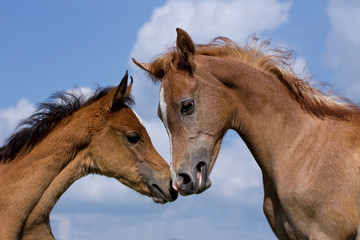 Fototapeta premium Arabian horse foals