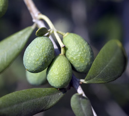 Oliven; Olivenbaum; Olea europaea