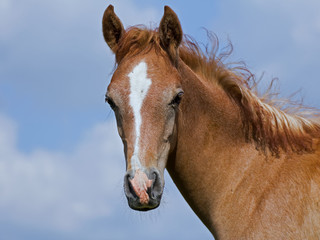 Arabian horse foal and blue sky