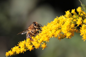 honeybee at late summer