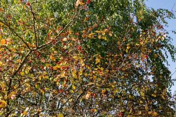 Mountain Ash in Autumn