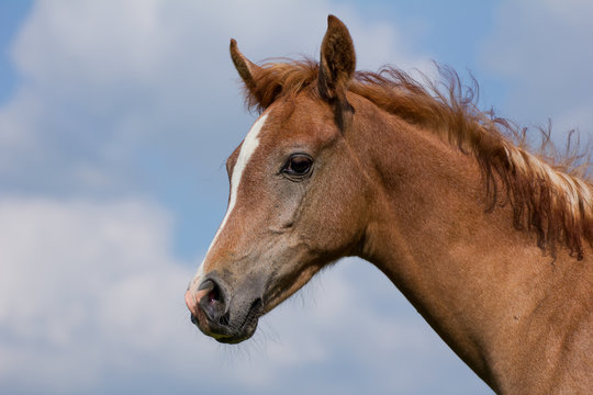 Arabian horse foal and blue sky