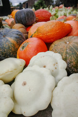 Diverse assortment of pumpkins. Autumn harvest.