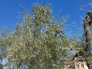 Oliven; Olivenbaum; Olea europaea