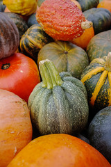 Diverse assortment of pumpkins. Autumn harvest.