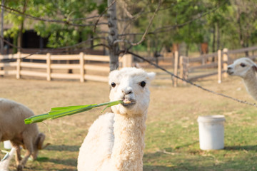 Fototapeta premium Alpaca wool white eating grass playfully