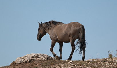 Wild Horse Gray colored band stallion on rocky ridge in the western United States