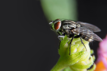 macro of big fly on leaf