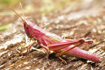 Grasshopper