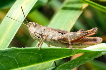 Grasshopper
