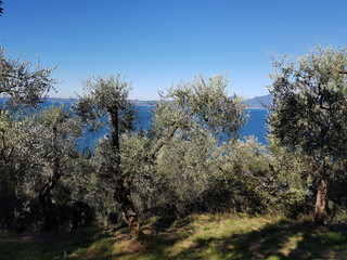 Oliven; Olivenbaum; Olea europaea