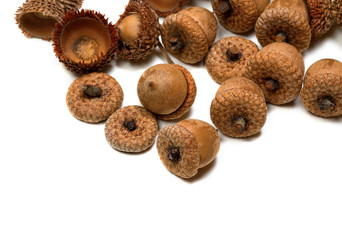 Autumn acorns from oak