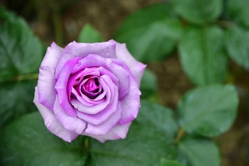 Rose in garden. Rose in park.  