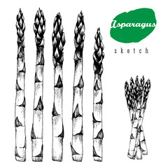5 stalks of asparagus and bundle of asparagus vector isolated sketch hand drawn black illustration on white background.