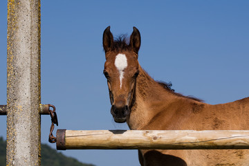 Arabian horse foal waiting at the gate