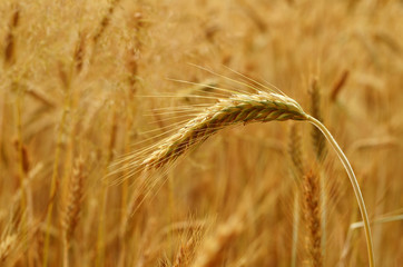 Rye spike