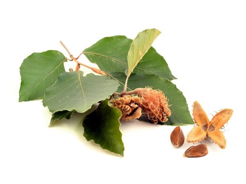 Beechnuts. Beechnuts and husks with leaves. 