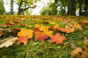Colorful maple tree leaves on the ground.