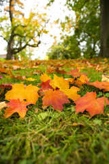 Colorful maple tree leaves on the ground.