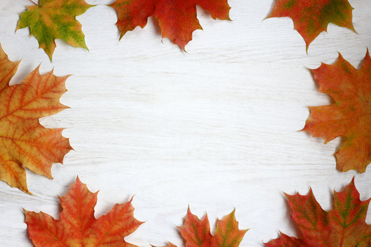 time autumn pattern/ flat lay of maple leaves folded in the form of top view the frame 