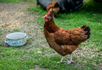 Chickens in Poland