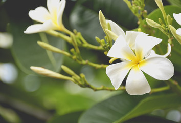  Plumeria