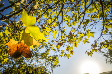 Park in fall season in Sant Cugat del Valles Barcelona Spain