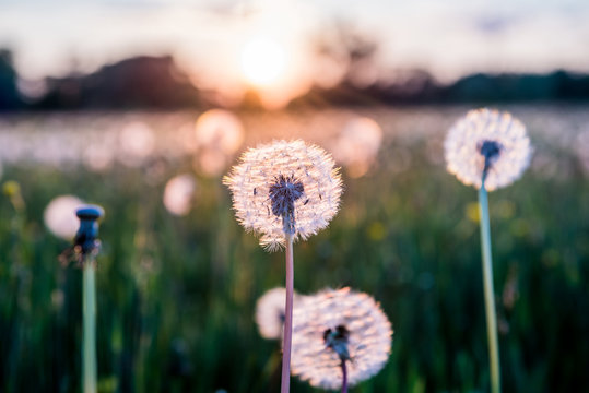 Fototapeta Meadow in Poland