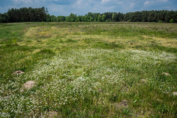 Meadow in Poland