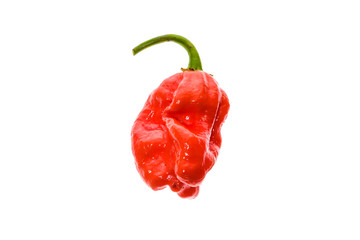 Fresh ripe Caribbean Red Habanero hot chili pepper