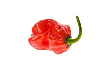 Fresh ripe Caribbean Red Habanero hot chili pepper