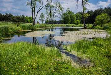 Pond in Poland