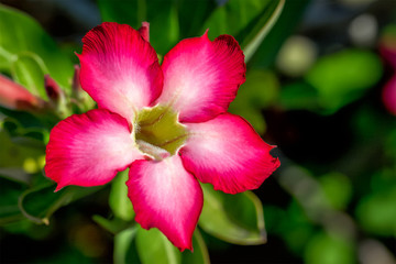 Red tropical flower