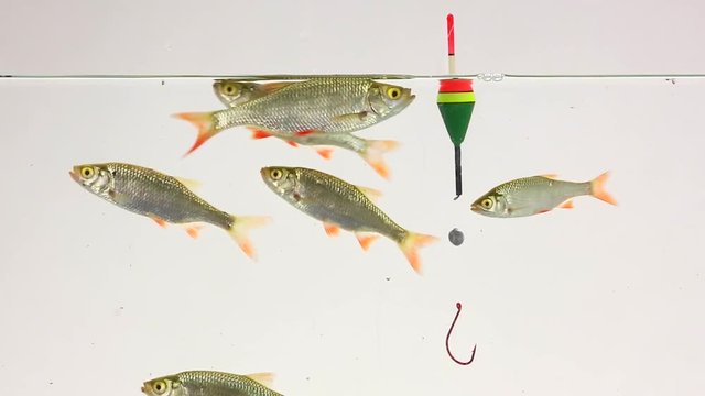 float bait and hook, rudd swims in water on white screen