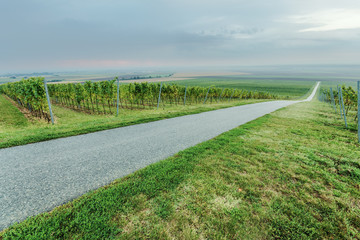 Empty asphalt road by the vineyards