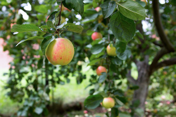 Ripe apple hanging on a branch in autumn garden.