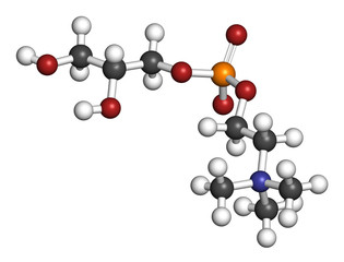 Alpha-GPC (L-Alpha glycerylphosphorylcholine, choline alfoscerate).