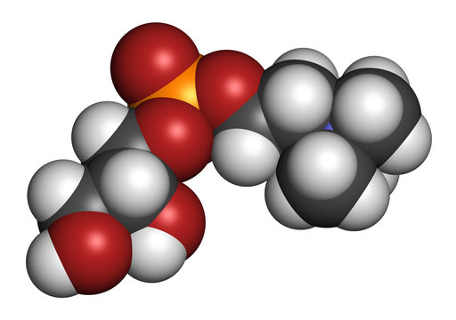Alpha-GPC (L-Alpha glycerylphosphorylcholine, choline alfoscerate).