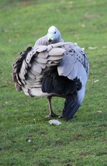 Large goose